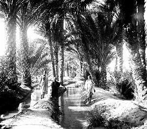 Images d'Algerie 221- Biskra
